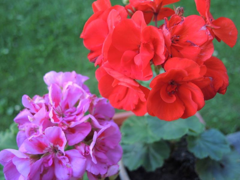 Pelargonijos