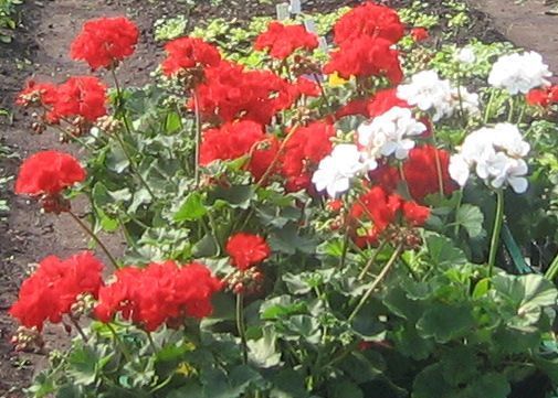 Pelargonija