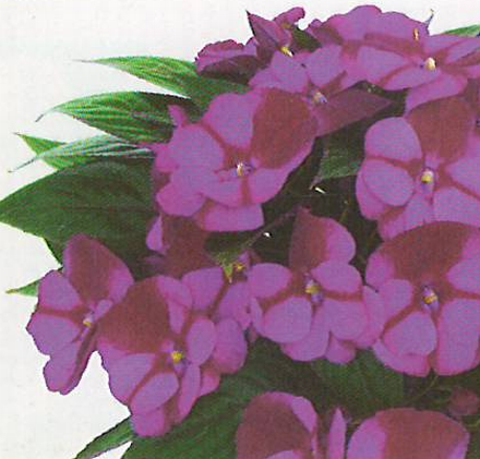 Paradise Orchelia