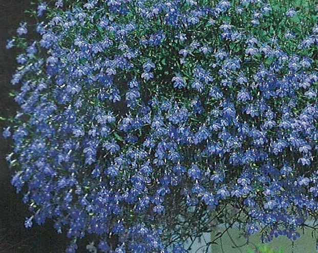 lobelijos Richardii blue