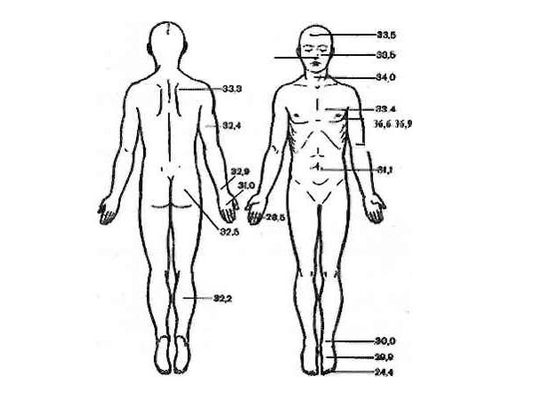 Įvairių žmogaus organizmo anatominių sričių komfortinė temperatūra (laipsniais C).