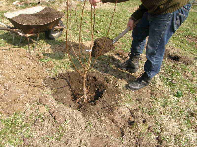 kaip sodinti abrikosą