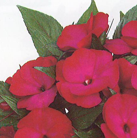 Paradise Tomini Compact