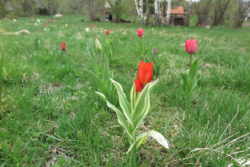 Gėlių pievos įrengimas