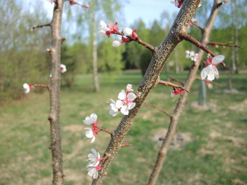 Abrikoso auginimas