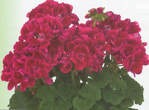Tex Mex Ruby