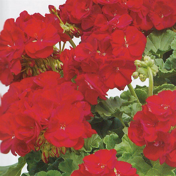 Americana Deep Red