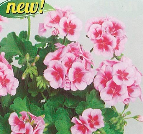Americana Pink Mega Splash