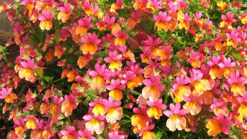 Nemesia_Spicy_Bicolor_Orange_Rose