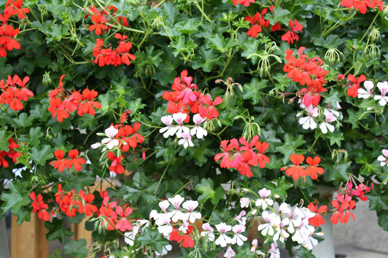 Kaskadines pelargonijos