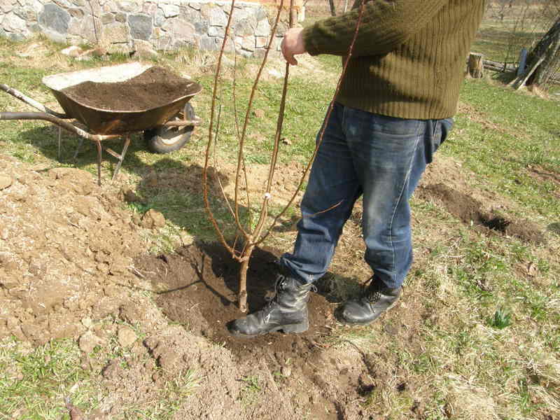 Užpiltas žemės sluoksnis atsargiai sumindomas.