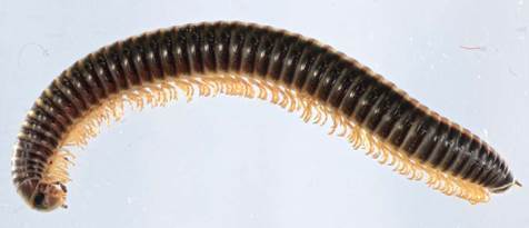 Geltonjuostis šimtakojis (Ommatoiulus sabulosus).