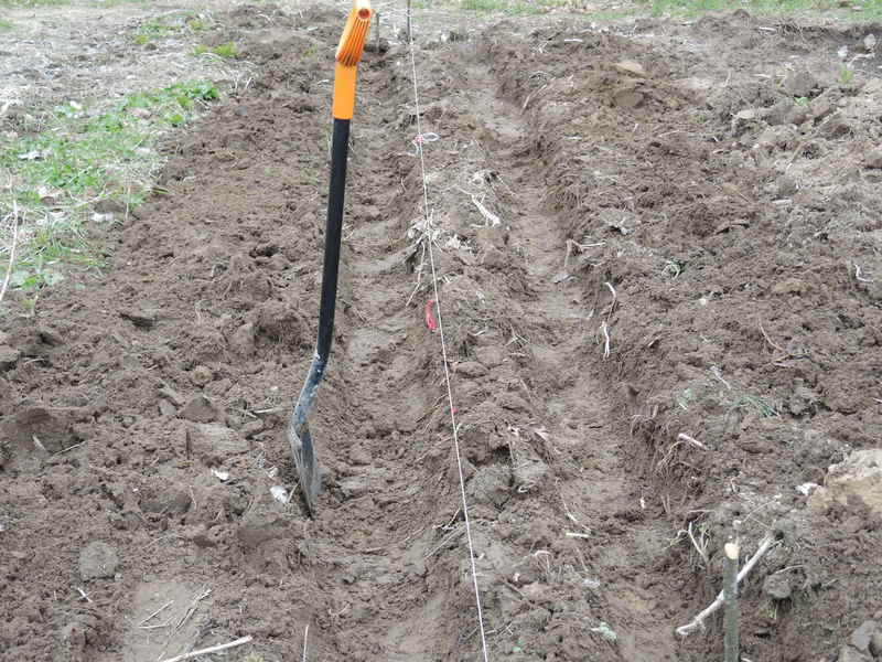 Braškių auginimas sunkiuose gruntuose, priemoliuose