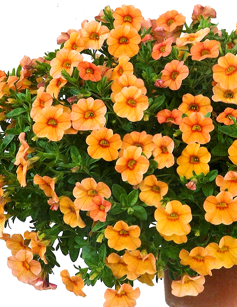 Calibrachoa Noa 'Peach'