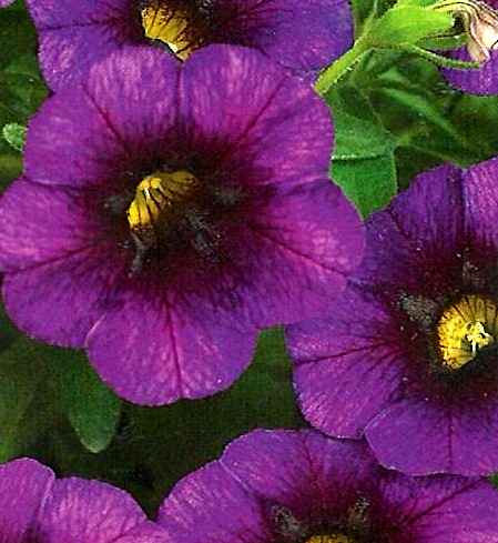 Calibrachoa Noa 'Ultra Purple'