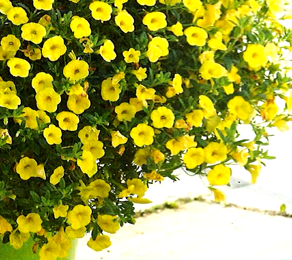 Calibrachoa Noa 'Yellow'