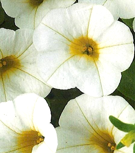 Calibrachoa Noa 'White'