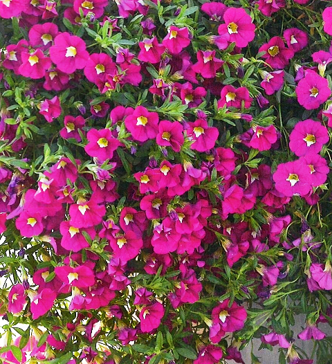 Calibrachoa Noa 'Dark Pink Carnival'