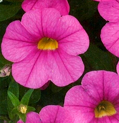 Calibrachoa Noa 'Mega Pink'