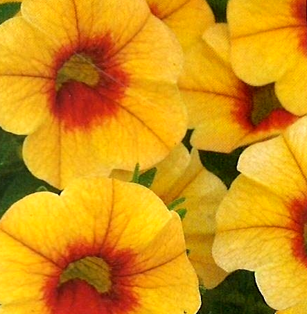 Calibrachoa Noa 'Mango Eye'