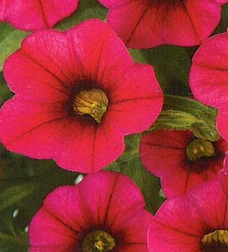 Calibrachoa Noa 'Dark Red'