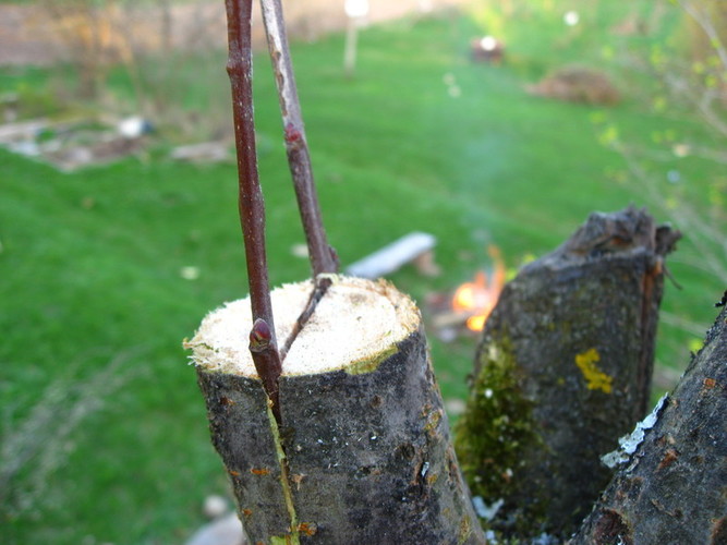 Skiepijimas skėlimu, su įskiepiai