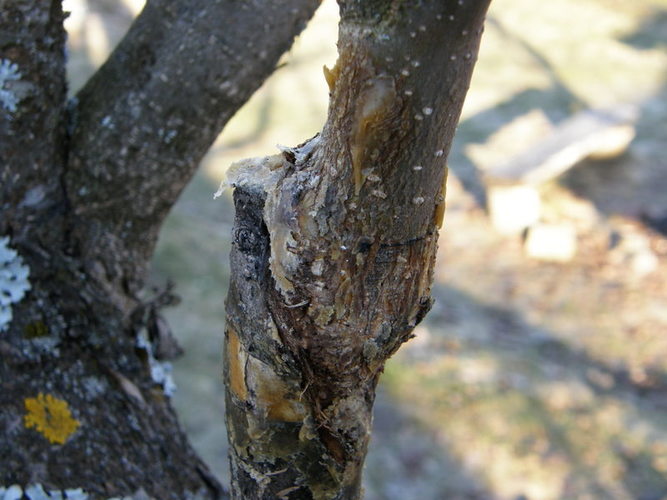 Trikampio skiepijimo rezultatas