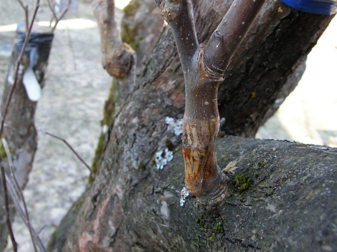 Skiepijimo sudūrimu rezultatas