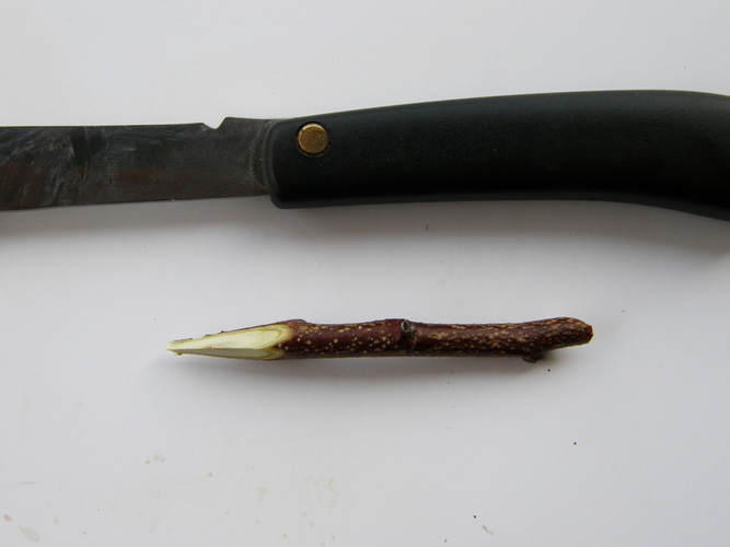 Trikampio skiepijimo įskiepis