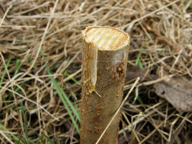 Trikampė įpjova poskiepyje