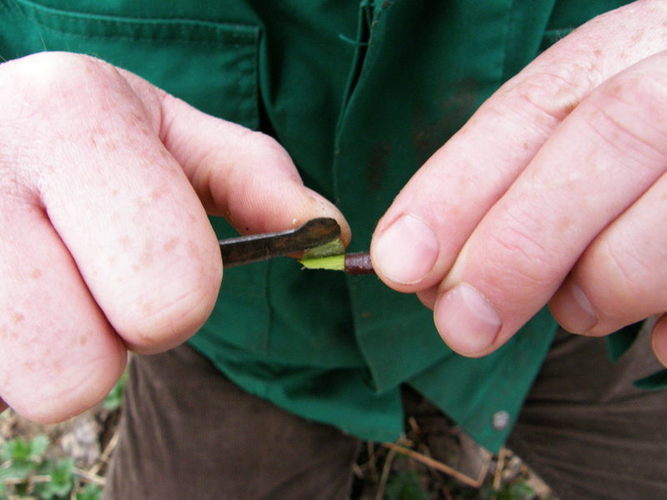 Nulupama kietoji žievė požieviniame be įpjovimo