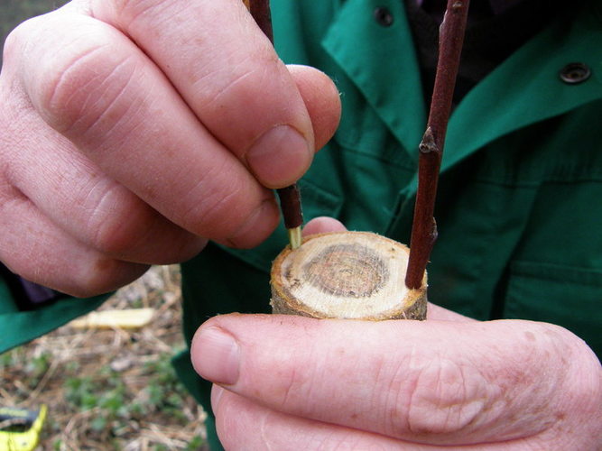 Požieviniame antras skiepas