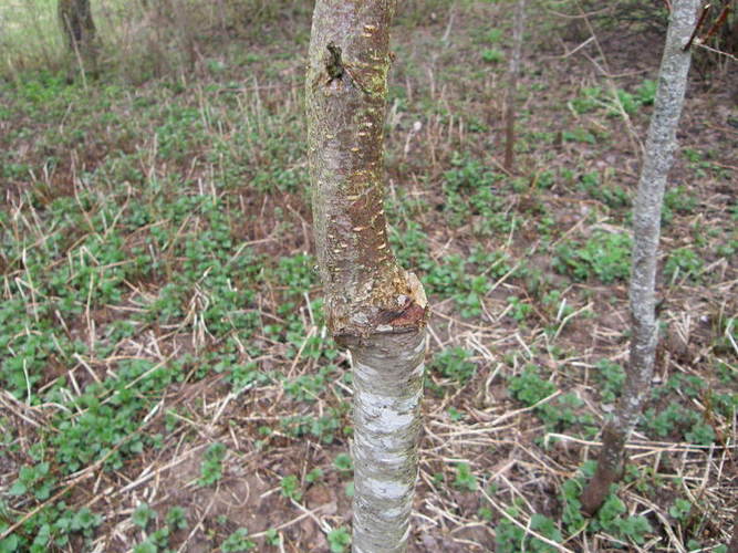 Požievinis be įpjovimo  rezultatas
