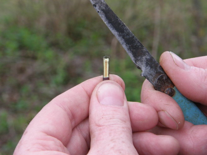 Požievinio be įpjovimo skiepo nuopjova