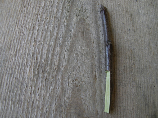 Įskiepis su balneliu