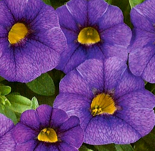 Calibrachoa Noa 'Blue Legend'