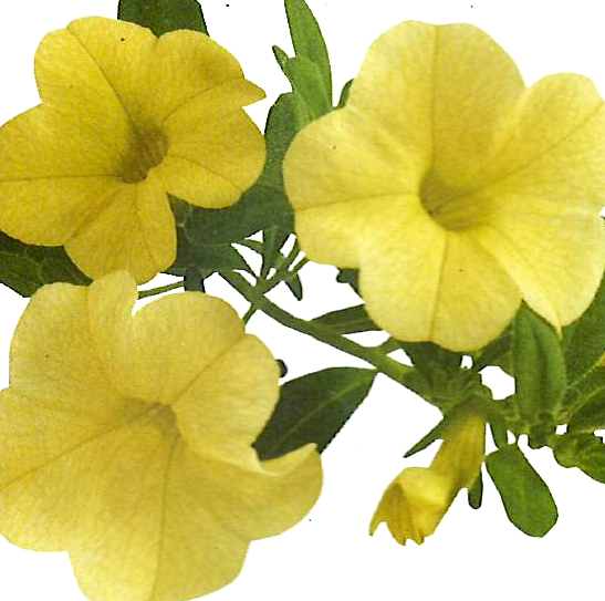 Calibrachoa Noa 'Banana'