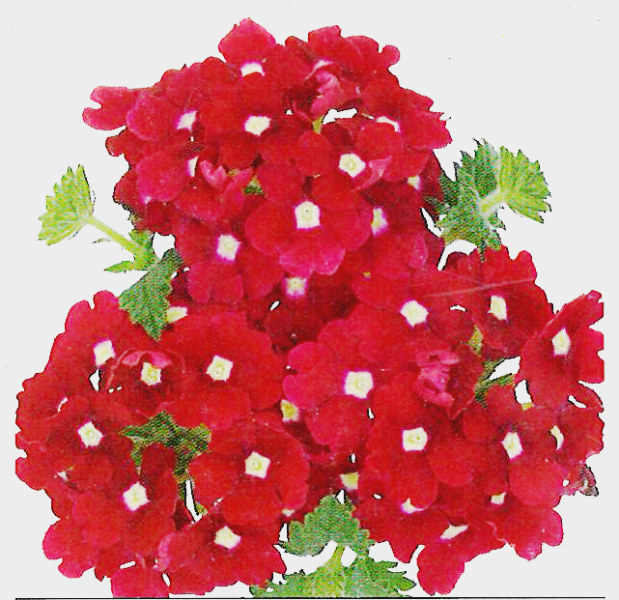 verbena