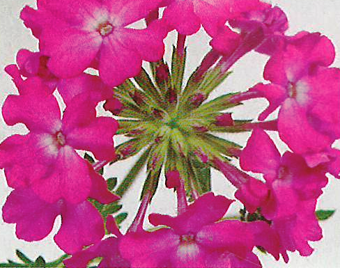 Verbena Magdalena plum frost