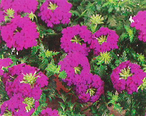 Verbena Magdalena Violet