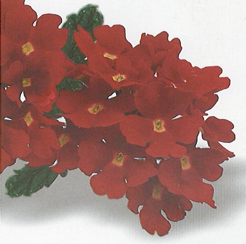 Verbena temari patio red