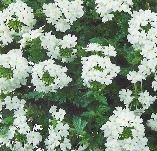 Verbena Velarena wedding white compact
