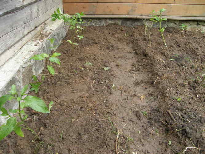 Mėtų sodinimas daigais