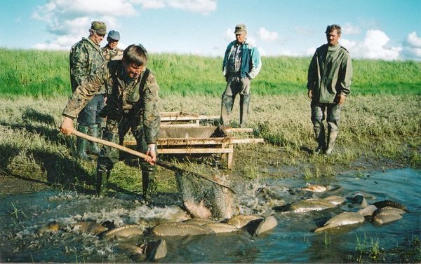 Karpių auginimas