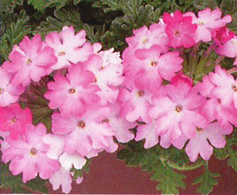 Verbena Magdalena Pink Swirl