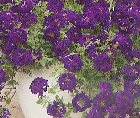Verbena Magdalena Midnight Purple