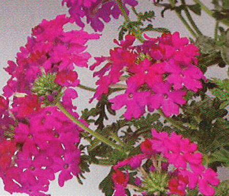 Verbena Magalena Lipstic