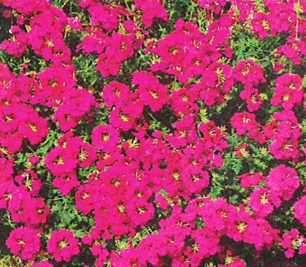 Verbena Magdalena Hot Rose
