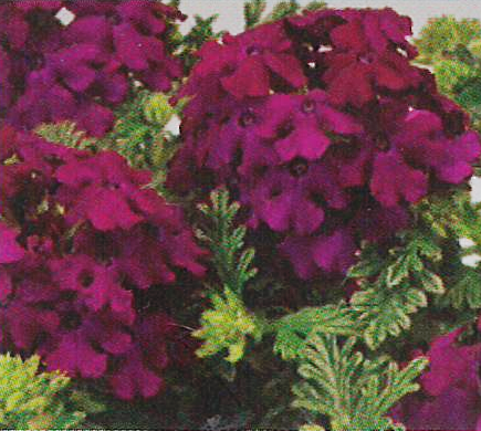 Verbena Magalena Burgundy