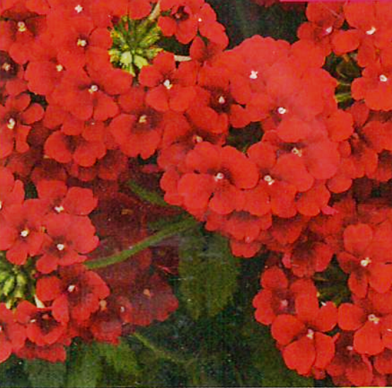 Estrella Voodoo Red